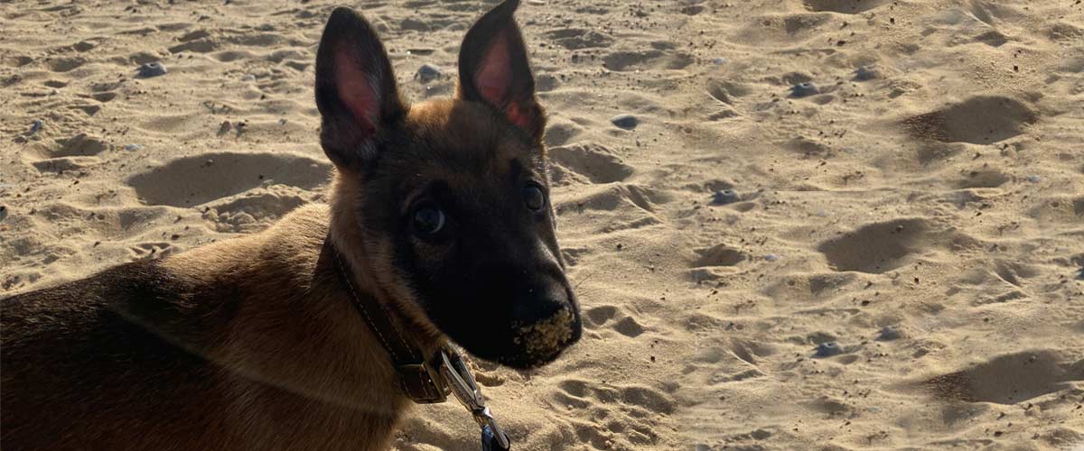 Caister on Sea Dog Friendly Beach | Image of Dog on sand