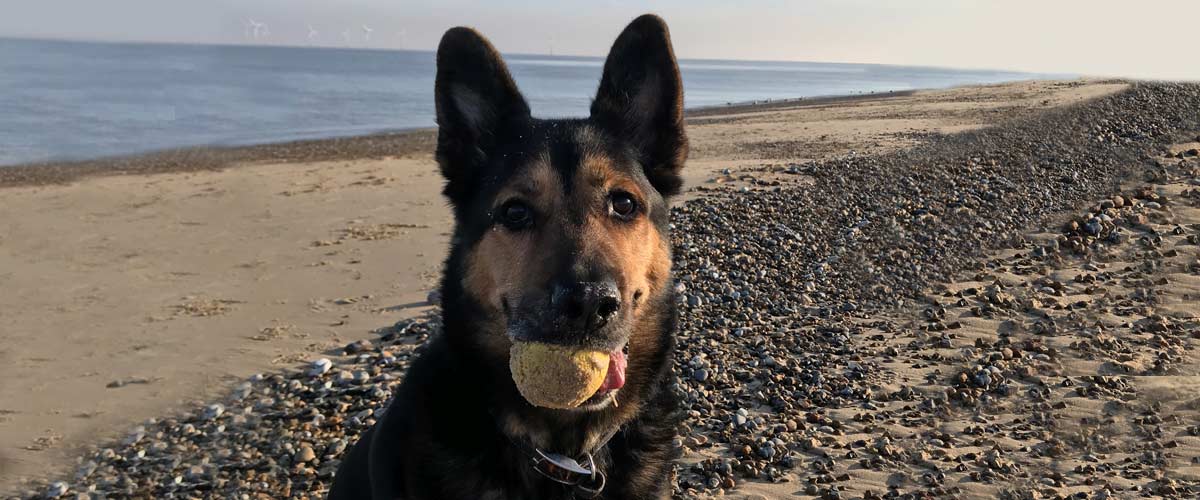 Caister on Sea Pet Friendly Beach | Image of Dog on sand